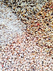 Grains within Loomshed