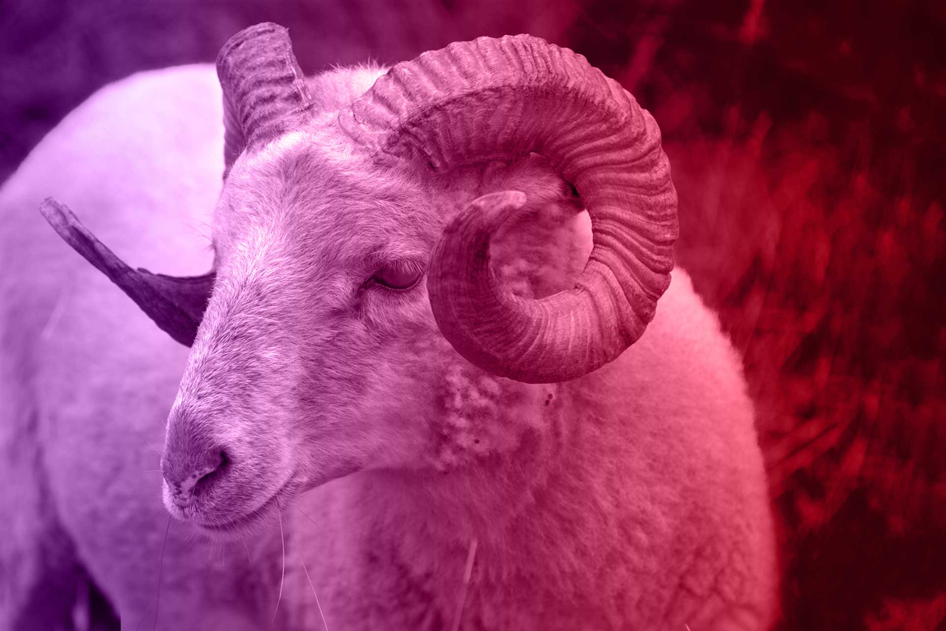 Image of a RAM